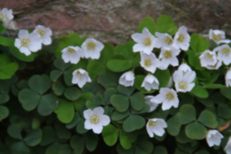 Oxalis acetosella Witte klaverzuring bestellen